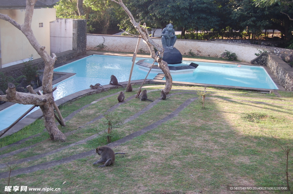 猴子游泳池