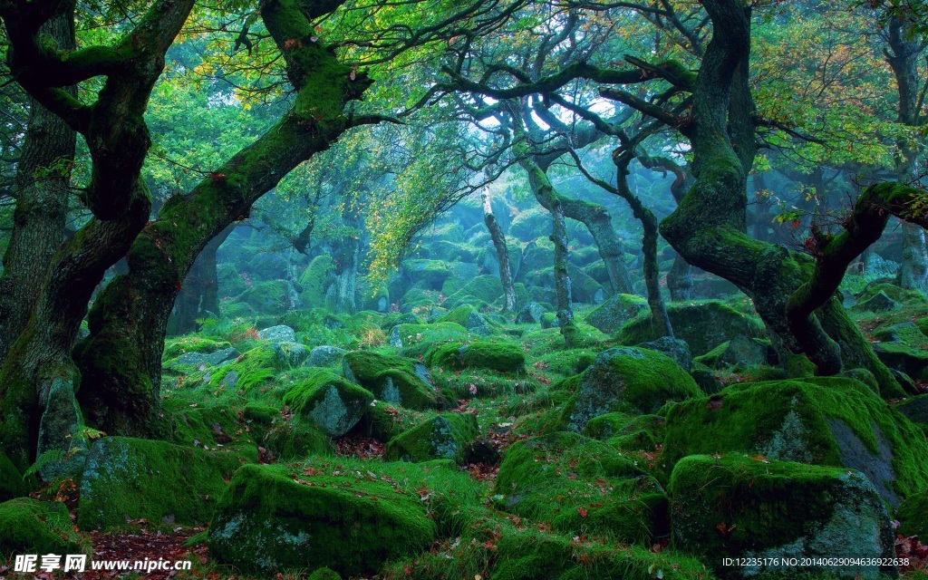 梦幻绿色森林