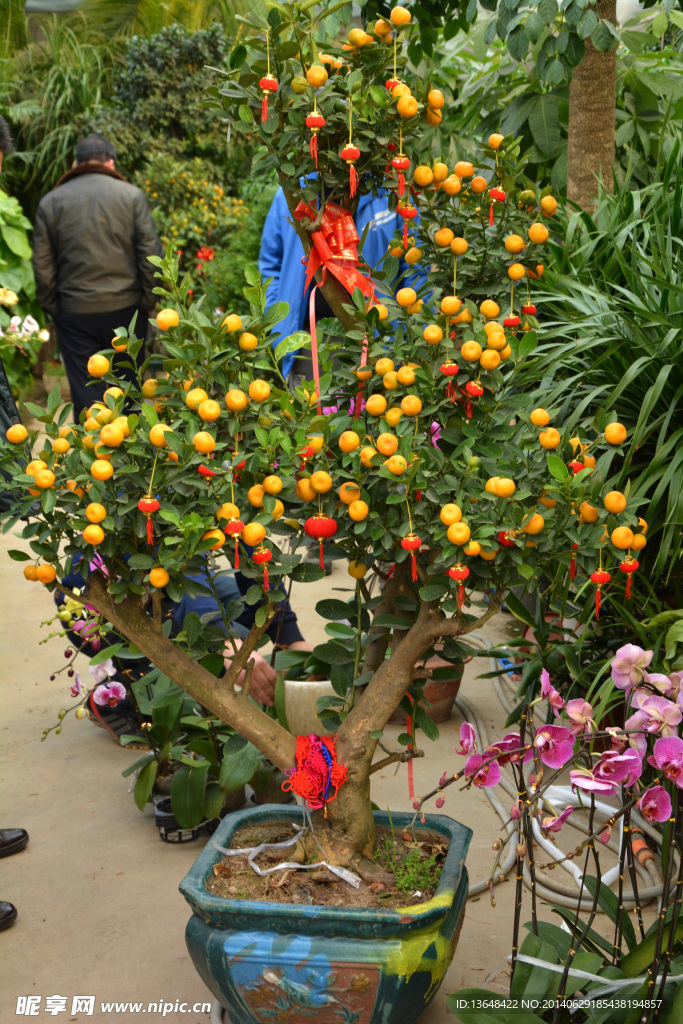 小橘子树