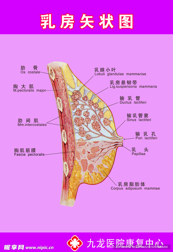 乳房矢状图