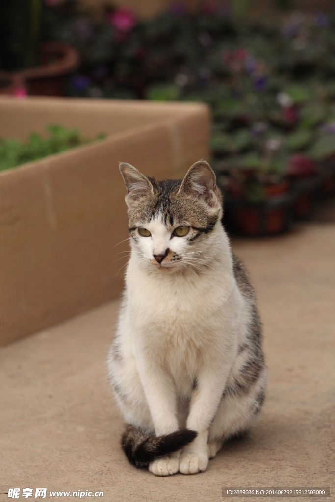 猫
