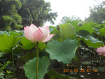 莲花  荷