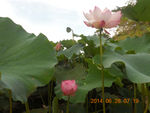 莲花