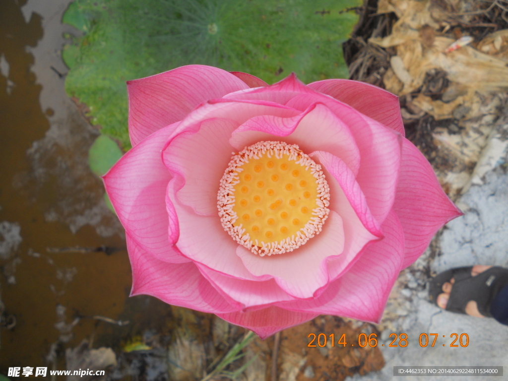 莲花  荷 夏莲正面