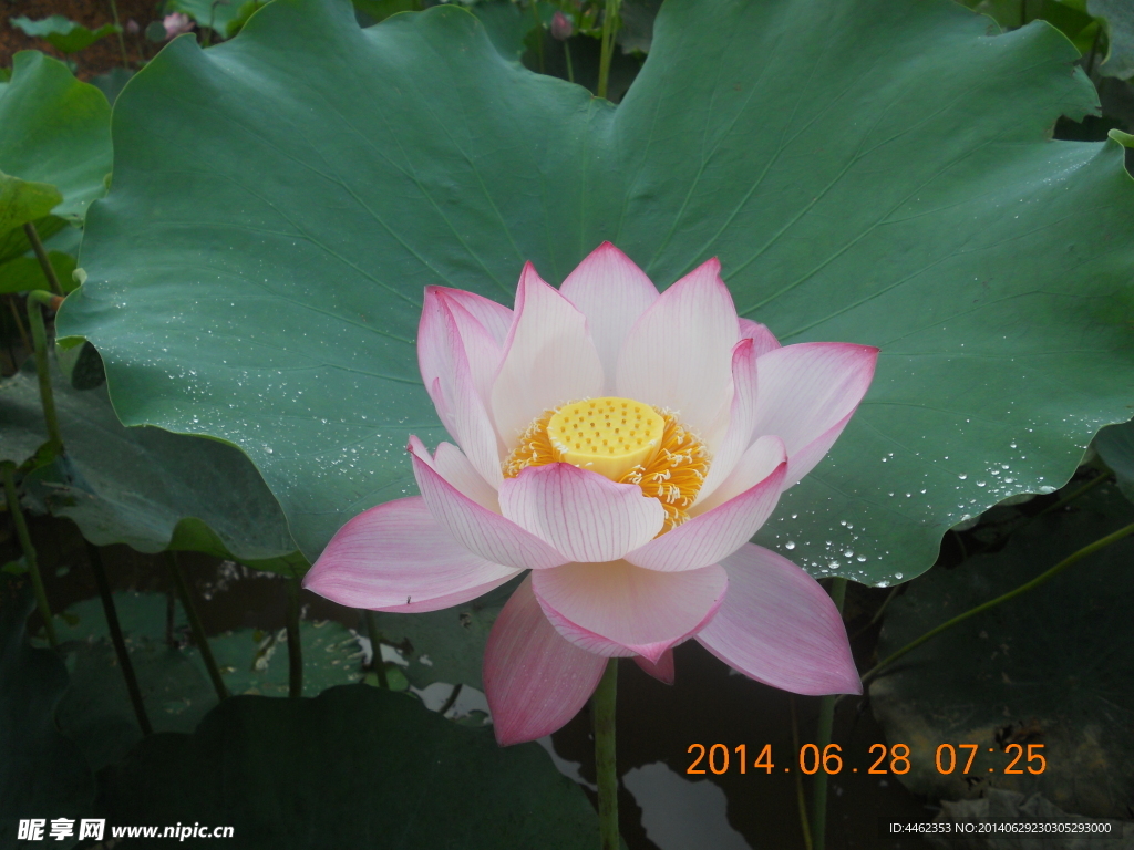 莲花