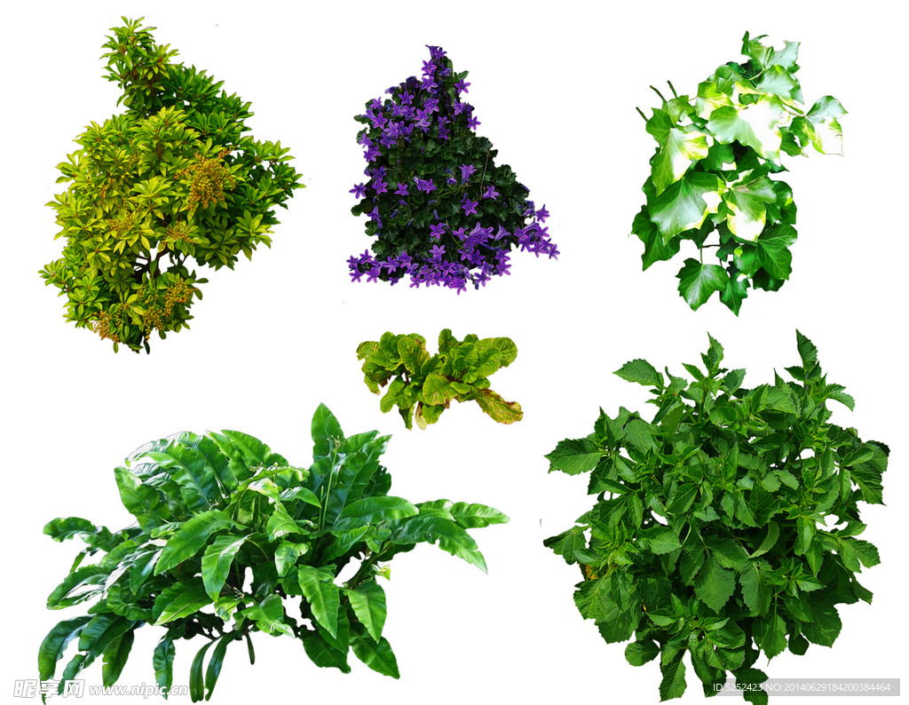 绿色植物