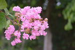 紫薇花