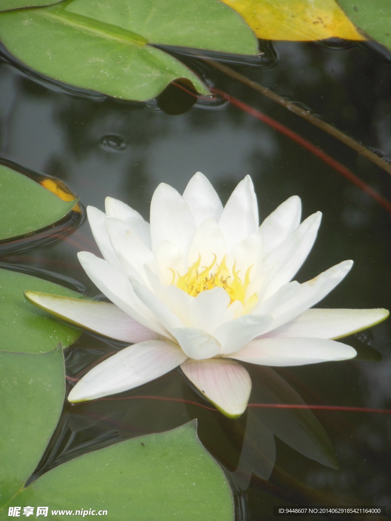 睡莲