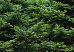 四季景观