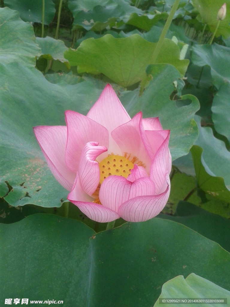 荷花