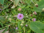 野花野草