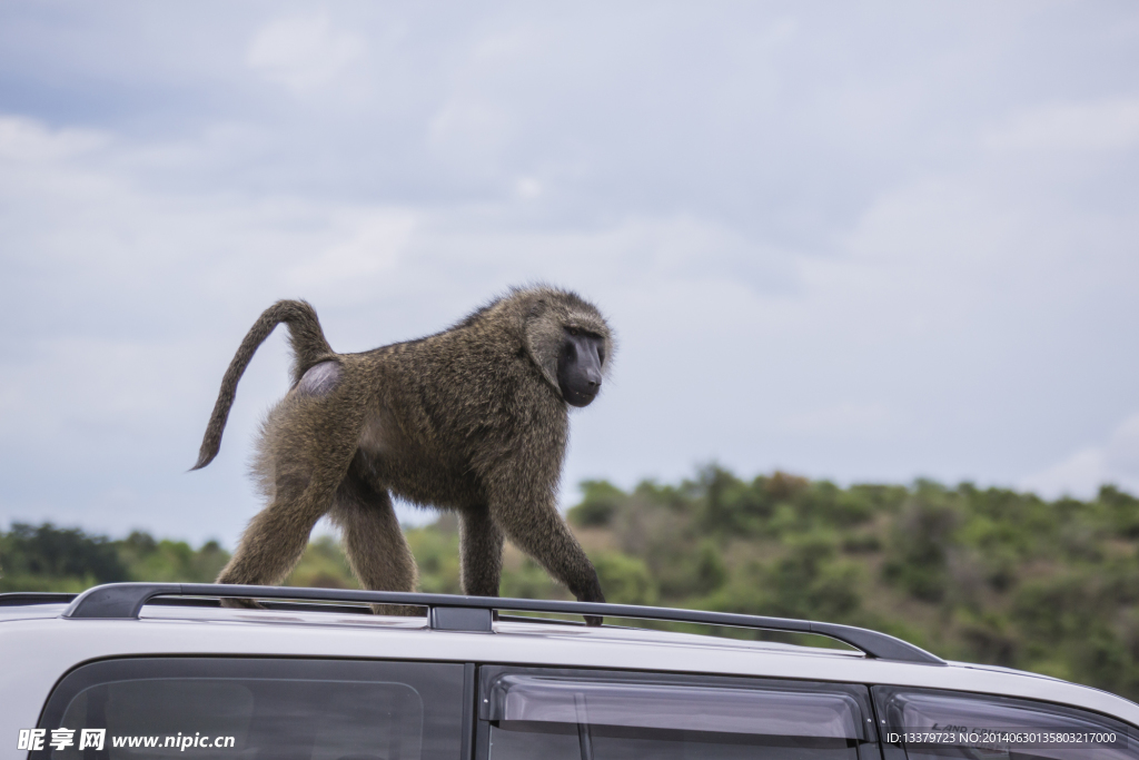 登上车顶的狒狒