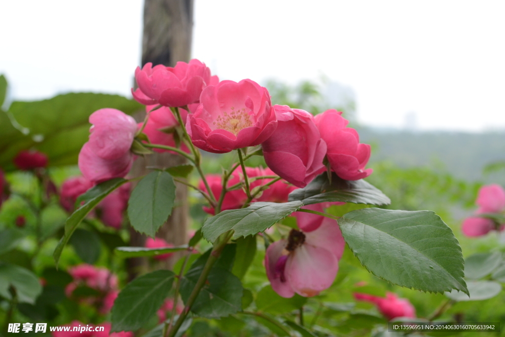 春季红色月季花