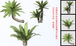 树木