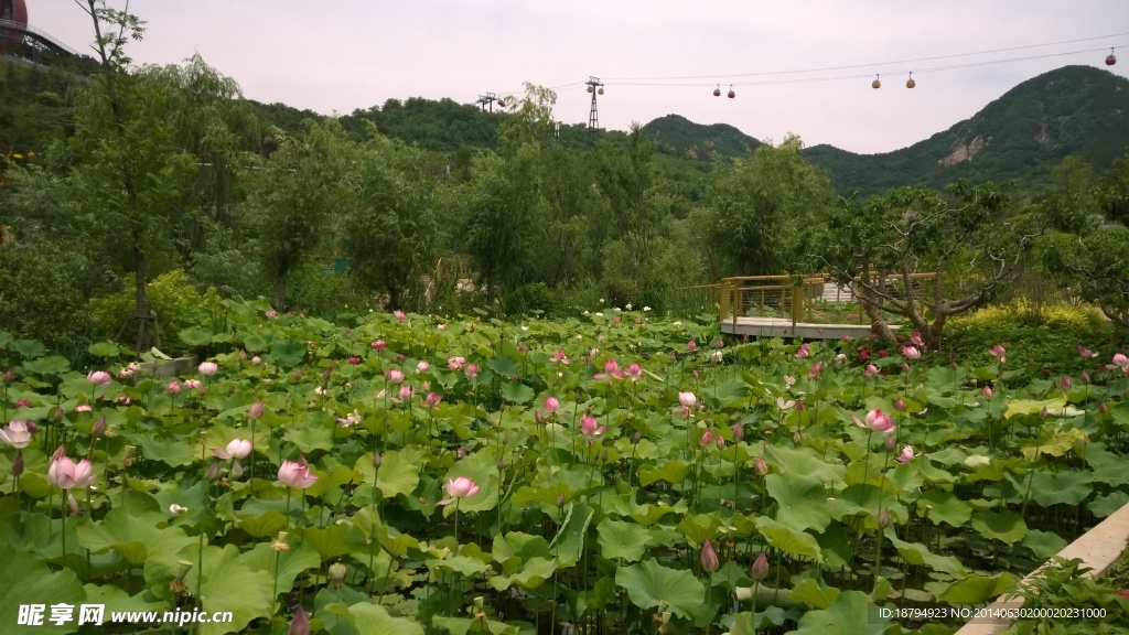 世园会风景