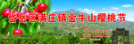 樱桃采摘节