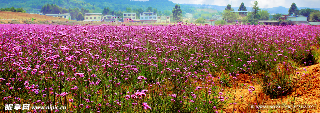 香草花