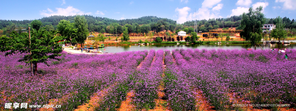 香草花