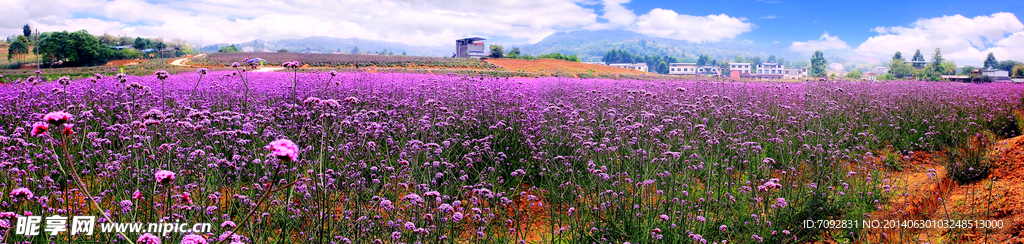 香草花