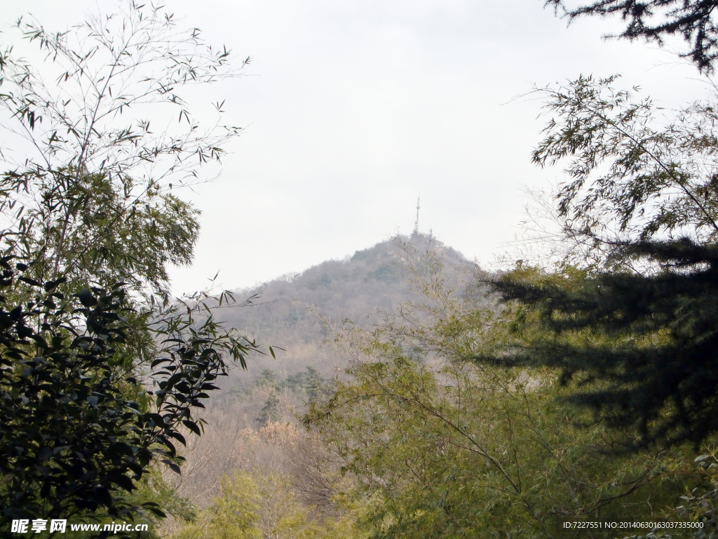 风景 树木 山