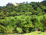 风景 树木 春天