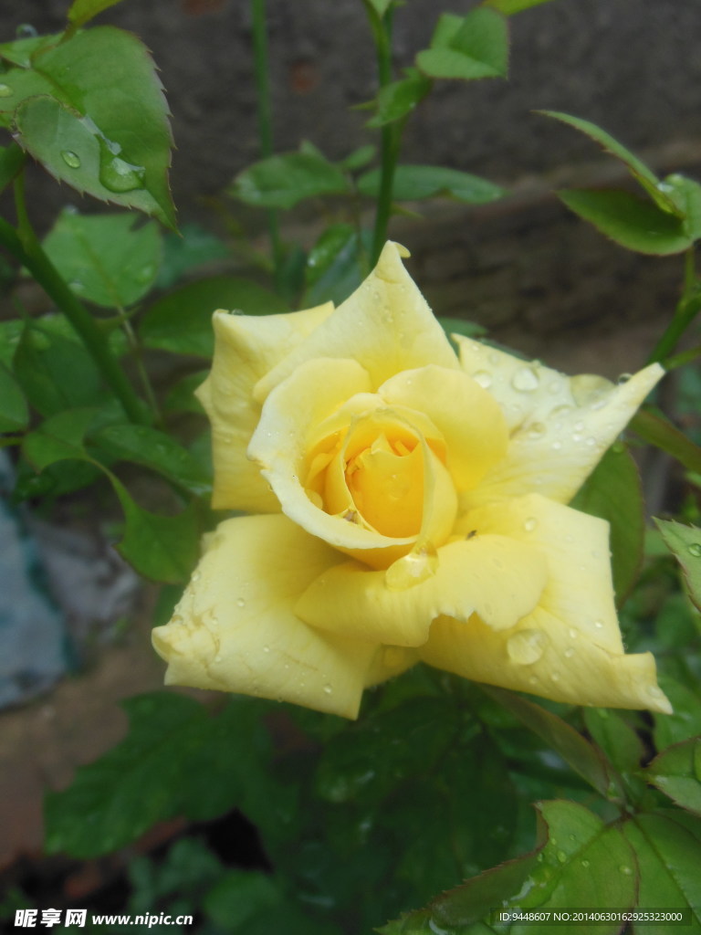 月季花