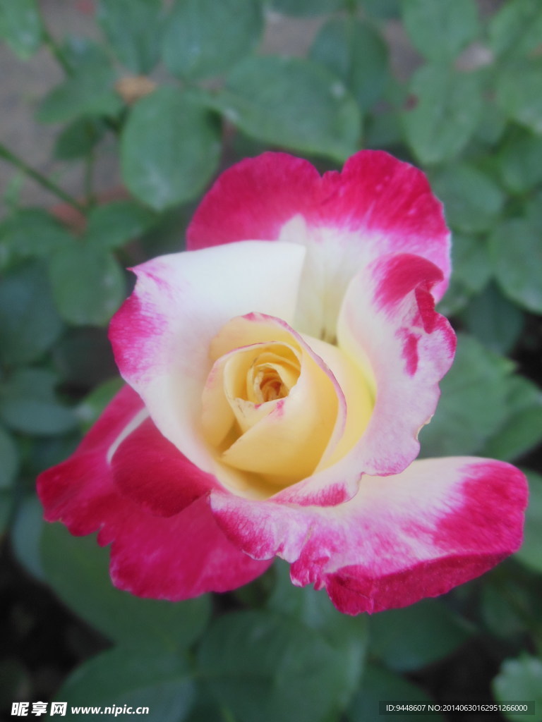 月季花