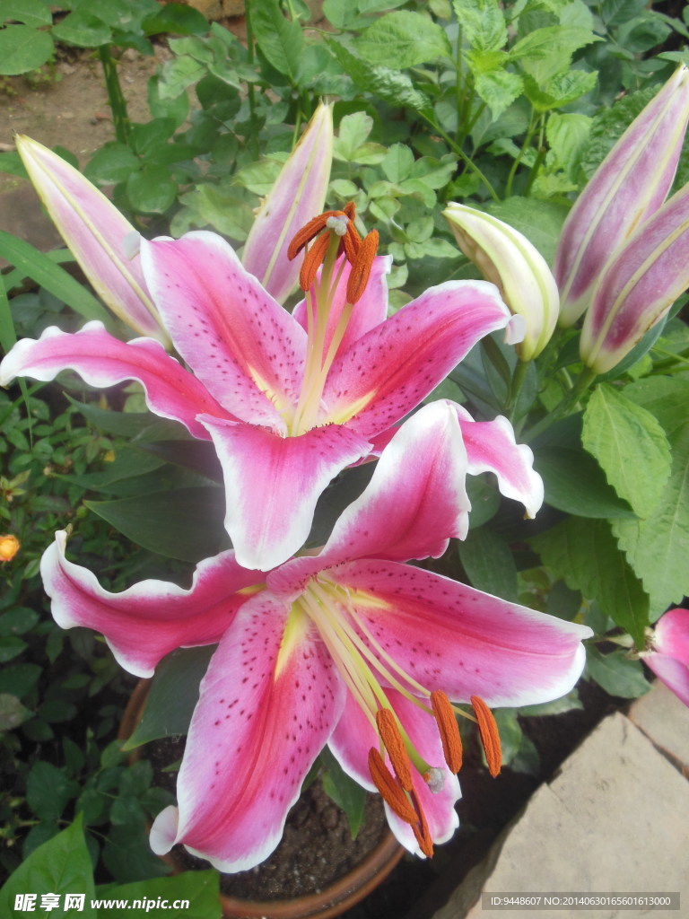 百合花