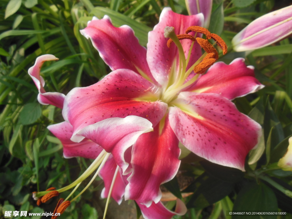 百合花