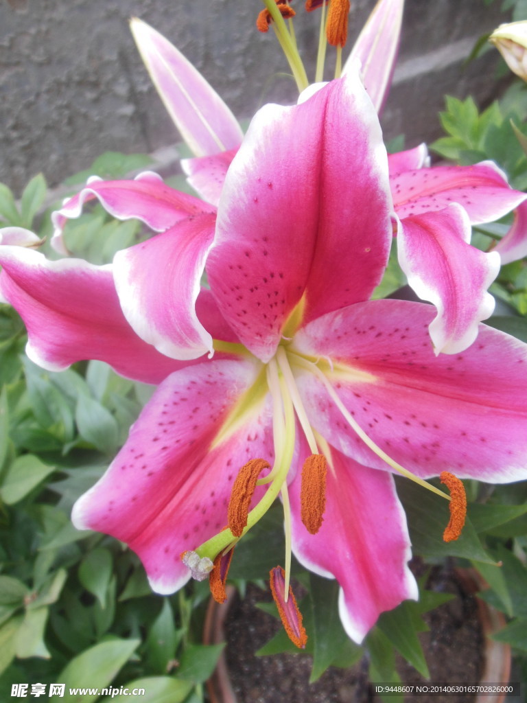 百合花