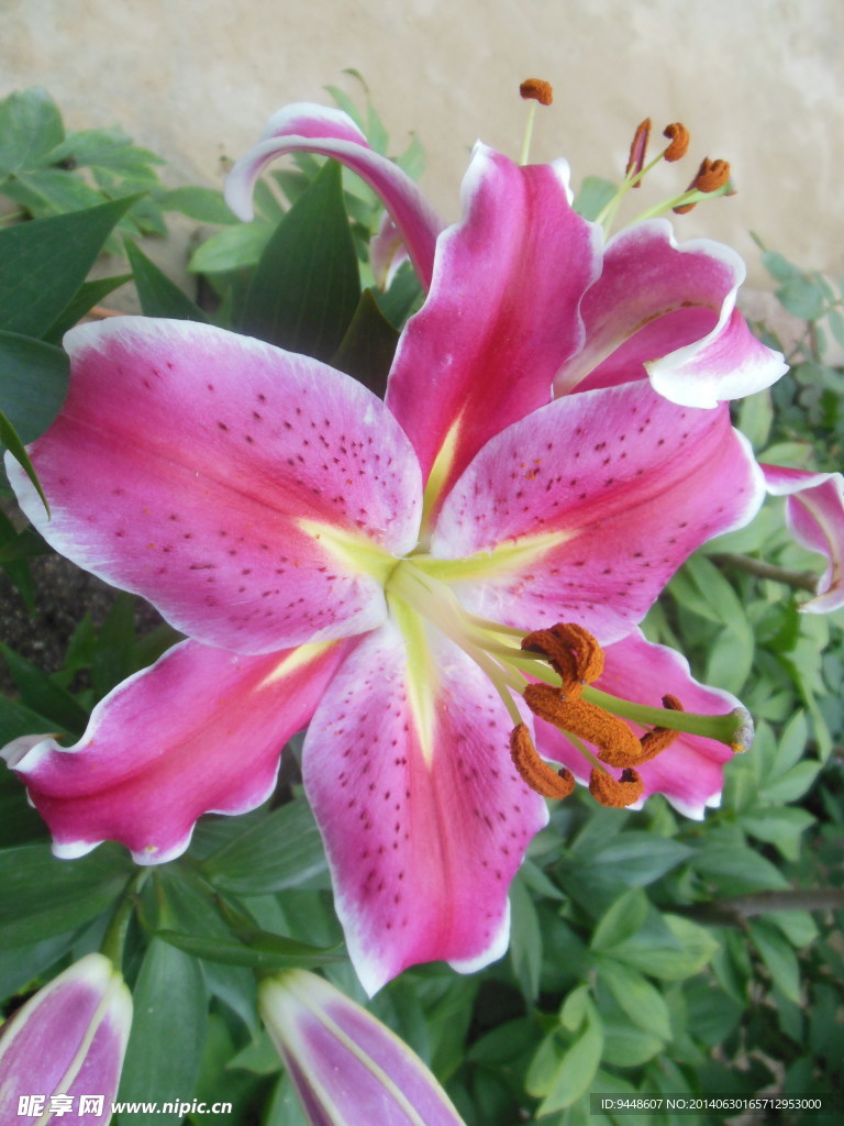 百合花