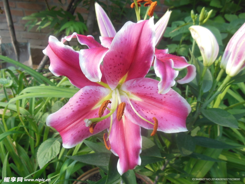 百合花