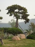 松树