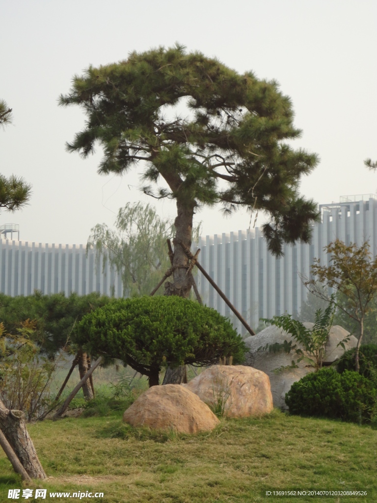 松树