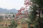 红叶