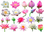 花朵花瓣素材