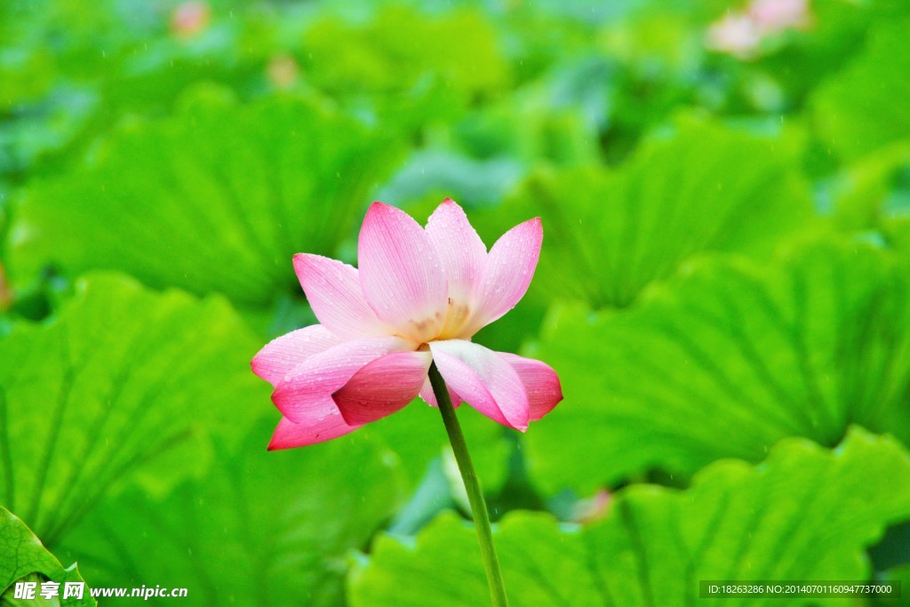 荷花