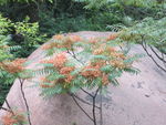 椿树花果