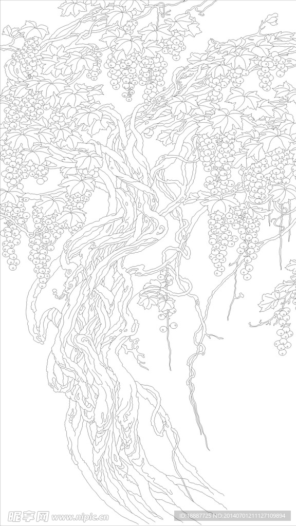 葡萄树