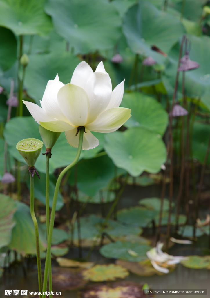 荷花