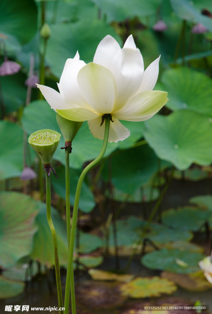 荷花