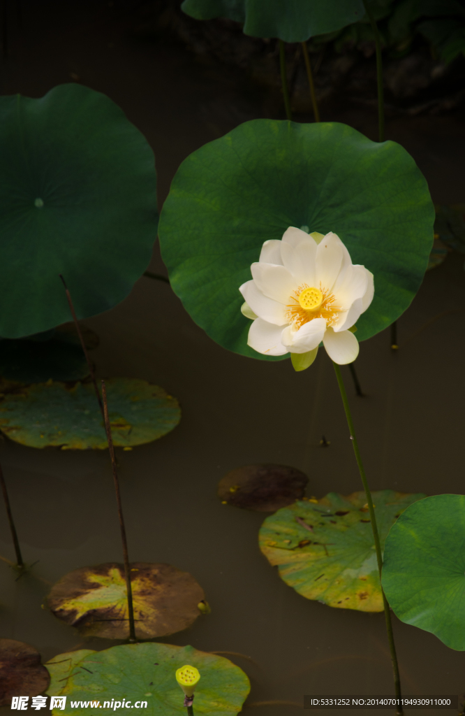 荷花