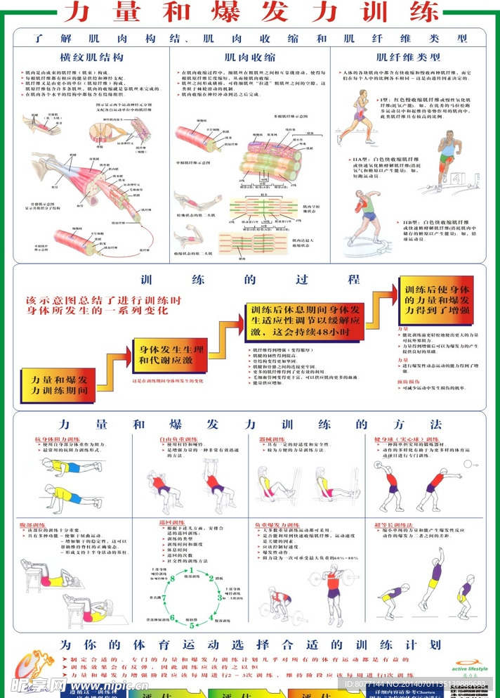 段练肌肉  肌肉分布 