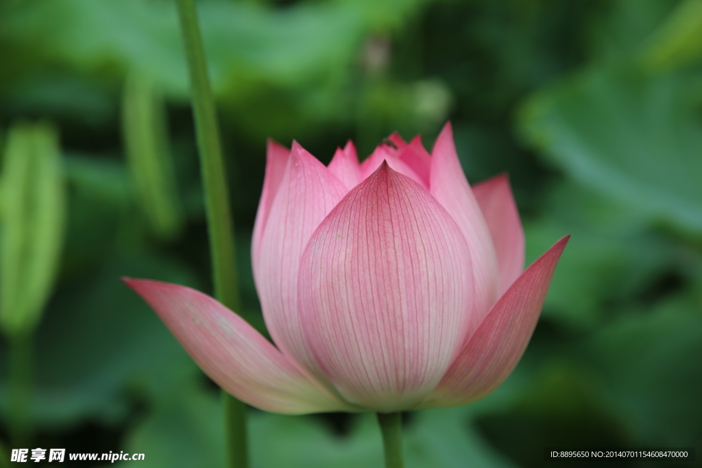 荷花 莲花