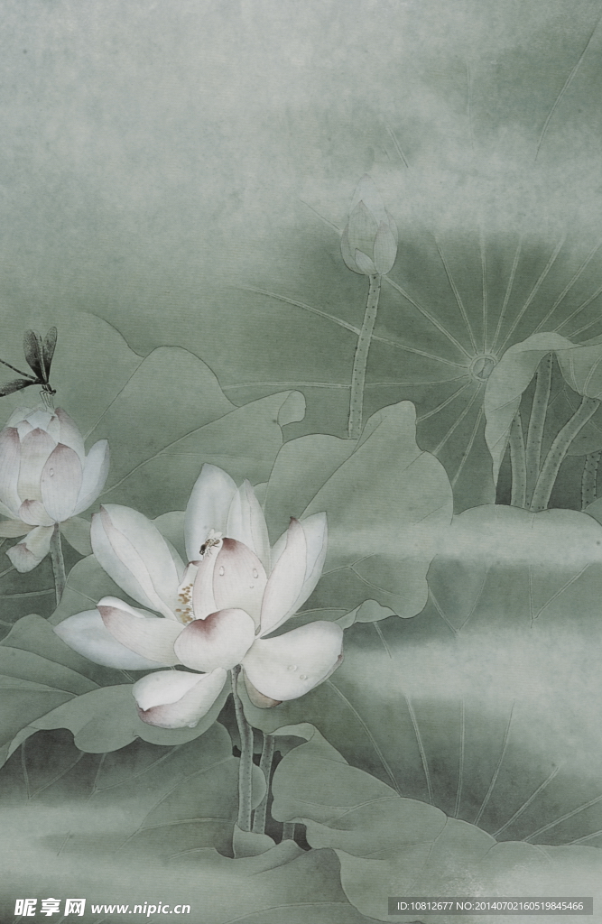 国画荷花