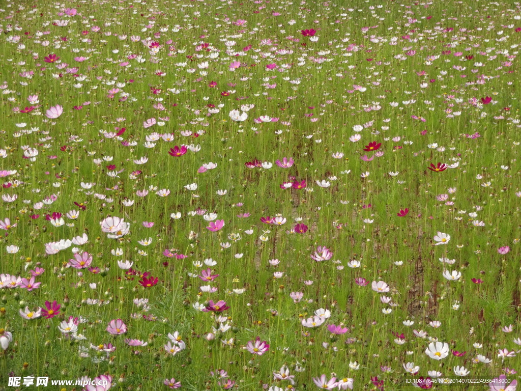 一片小花