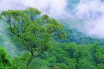 青山绿树