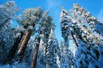 森林雪景