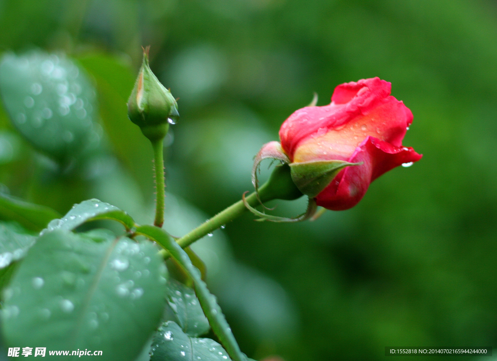 月季花