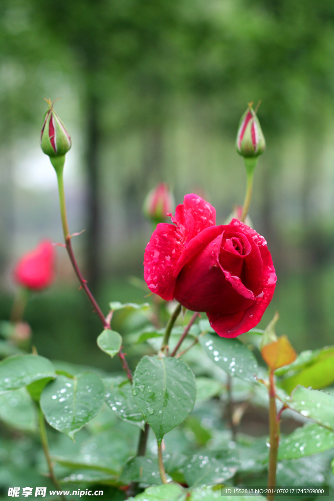 月季花
